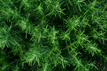 Rosemary top view. Cultivation of fragrant herbs. Agricultural business. Rosemary (Rosmarinus officinalis) growing in garden. fresh aromatic herbs