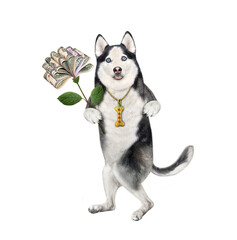 A dog husky is holding a money flower. White background. Isolated.