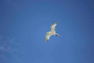 Florida Tern flying over beach