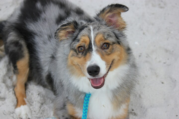 Blue Merle Mini Australian Shepherd Dog