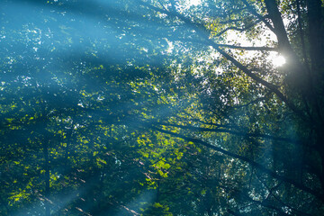 Rays of light making their way through the foliage of trees in the park. Summer background with forest vegetation and wonderful light.