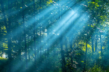 Obraz na płótnie Canvas Rays of light making their way through the foliage of trees in the park. Summer background with forest vegetation and wonderful light.