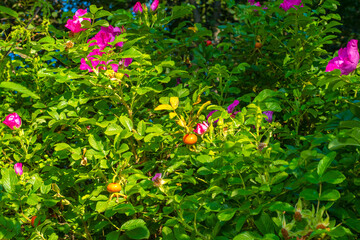 Blooming Rosa canina hip bush with fruits and flowers in bright summer sun