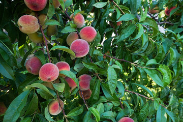 Sweet peach fruits growing on a peach tree branch in garden.  Colorful red peach fruits with green leaves on tree ready to be harvested - 448959211