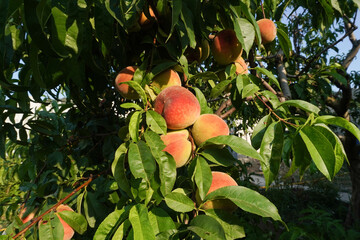 Sweet peach fruits growing on a peach tree branch in garden.  Colorful red peach fruits with green leaves on tree ready to be harvested