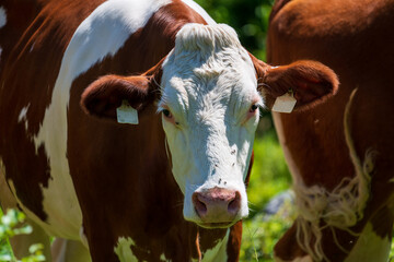 a brown cow on a meadow in the mountains at a sunny summer day is looking at camera