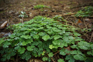 Kleeblatt nach dem Regen