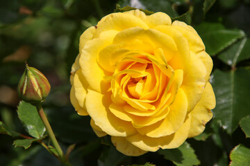Flower of a rose in the Guldemondplantsoen in Boskoop of the type Sunmaid