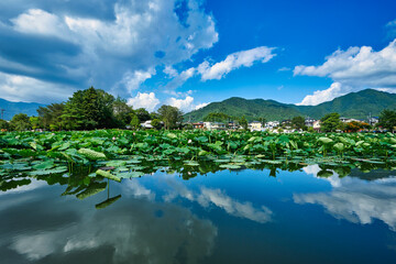 明見湖（はす池）ハスの花