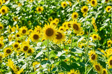 都会のひまわり畑（狛江）