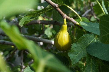 Close up picture of ripe figs on a fig tree. Ficus carica.
