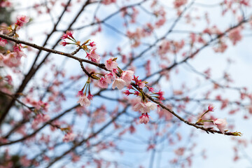 Beautiful pink Sakura flower blooming