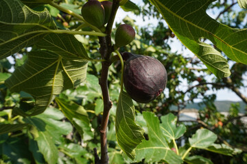 Close up picture of ripe figs on a fig tree. Ficus carica.