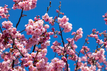 Pink blossom sakura flowers on a spring day in Japan.,