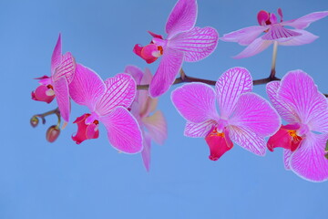 Orchid flower. Phalaenopsis pulcherrima. Pink orchid branch on blue background. High quality photo