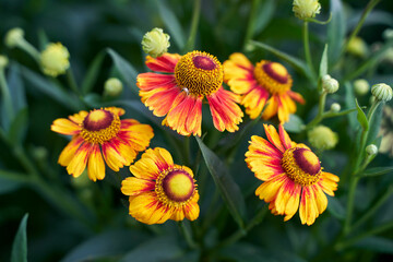 gaillardia flower red and yellow close up on green blurry background. High quality photo