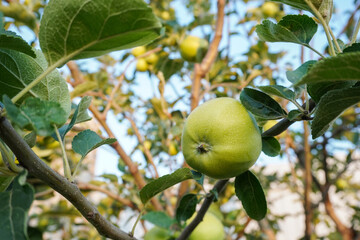 Apple trees in the garden with ripe green apples ready for harvest. Healthy fruits. Branch of an apple tree with ripe apples and green foliage. Apple variety Golden.