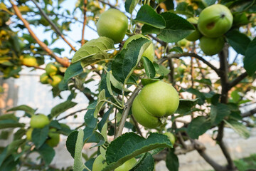 Apple trees in the garden with ripe green apples ready for harvest. Healthy fruits. Branch of an apple tree with ripe apples and green foliage. Apple variety Golden.