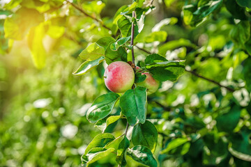 Rosy apples grow on a branch in the garden.
