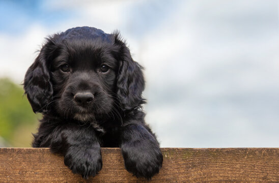 Cute Black Puppy Dog Resting on a Wooden Fence