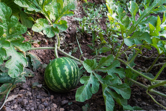 Beautiful watermelon grows on the ground in the field of nature. Young small watermelon in the garden.