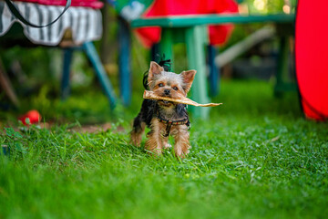 A small Yorkshire terrier dog nibbles a treat for the health of teeth on the green grass - obrazy, fototapety, plakaty