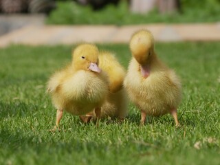 Sweet little duckling