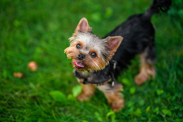 Small dog Yorkshire Terrier on the green grass, walking outside