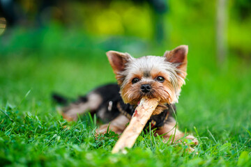 A small Yorkshire terrier dog nibbles a treat for the health of teeth on the green grass
