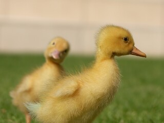 Sweet little duckling