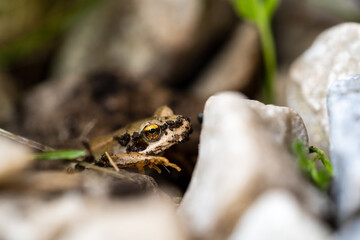 a small frog in the garden on stones