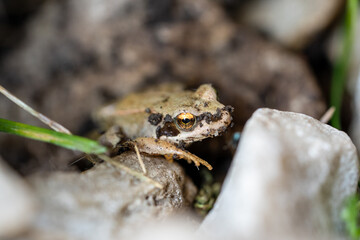 a small frog in the garden on stones