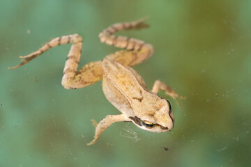 a swimming frog, anura, in a pond