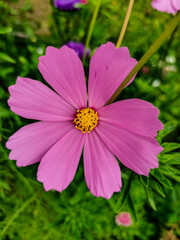 Fototapeta premium pink flower