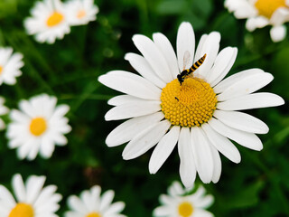 Obraz premium daisies in a grass
