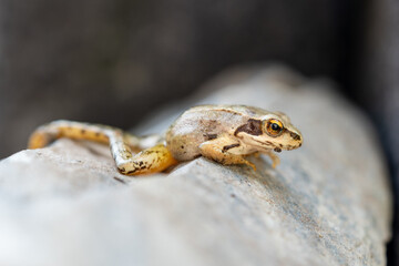 a small frog in the garden on stones