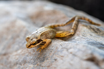 a small frog in the garden on stones