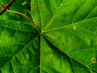 green leaf texture