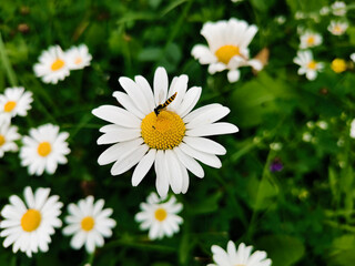 daisies in a garden