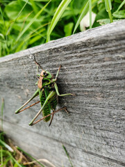 grasshopper on a leaf