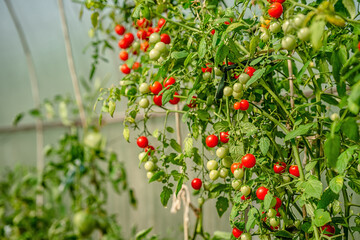 Obraz premium Tomato branches in the garden. Mature red and unripe green tomatoes grow in the garden. The concept of harvesting.