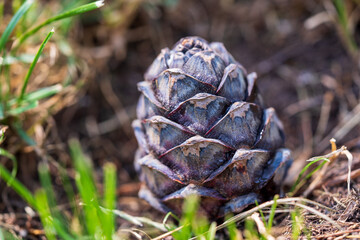 cone from the swiss stone pine, pinus cembra, on the forest floor in summer