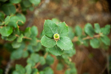 Baby acorns, very small, in the Alentejo cork oaks.