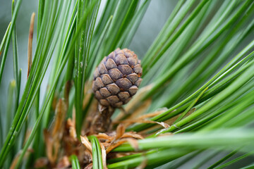 young cone from the swiss stone pine, pinus cembra, are growing at the tree
