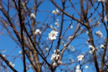 Pink blossom sukura flowers on a spring day in Japan., Beautiful flowering Japanese cherry - Sakura.