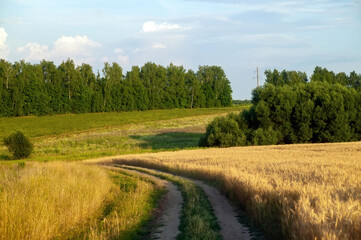 Fototapeta na wymiar wheat field in summer on a clear evening