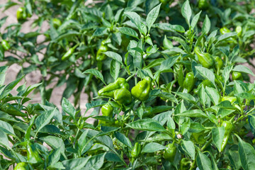  green chili peppers tree growing in the garden., chili pepper on the plant.