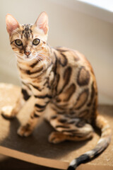 Bengal cat lies and plays in the sun, in the bright room there is a beautiful interior, tiger cat.
