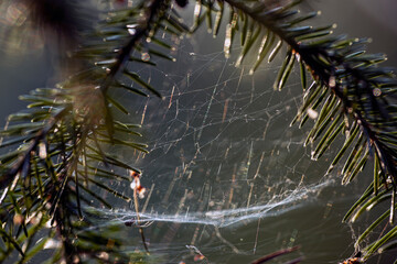 moss, lava on a branch, bergafjärden, sweden,sverige, norrland