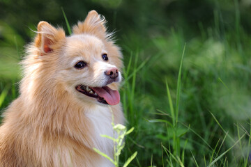 Cute dog in park on sunny day, space for text